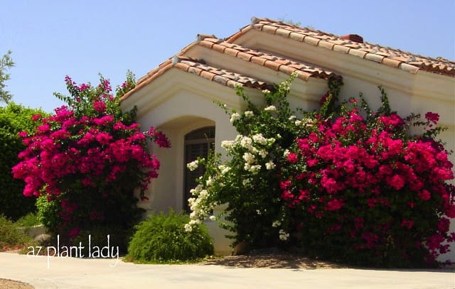 Bougainvillea-on-house