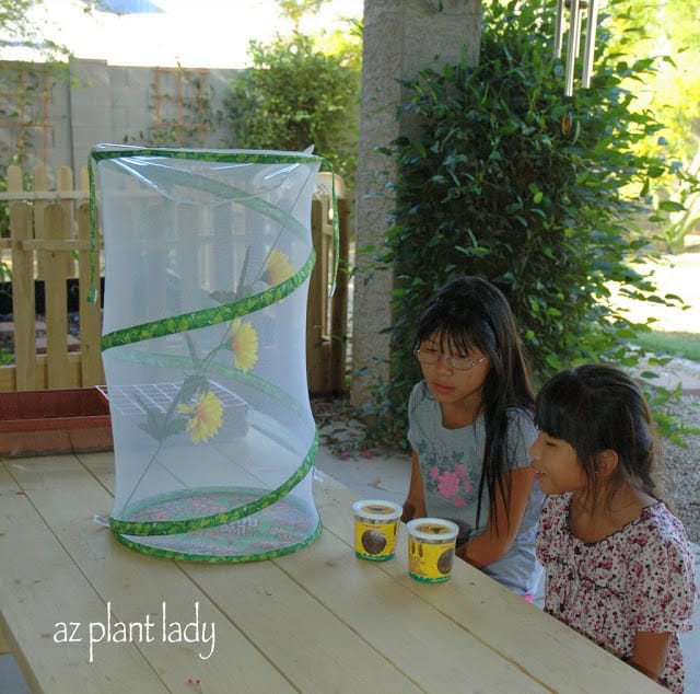 butterfly enclosure