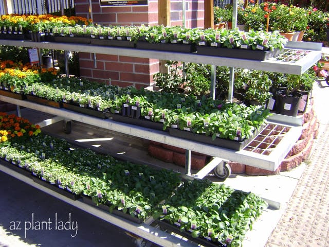 Marigolds, Alyssum, and Petunias