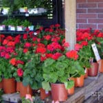 red geraniums