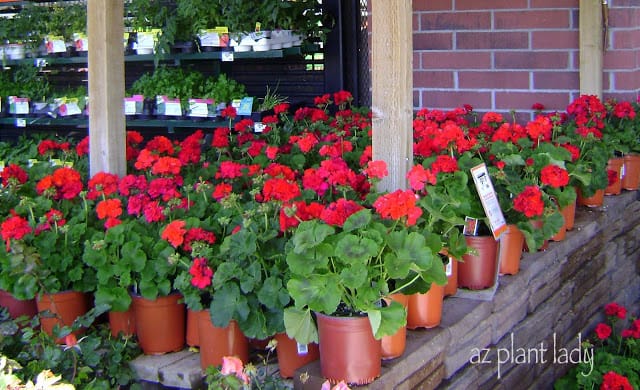 red geraniums