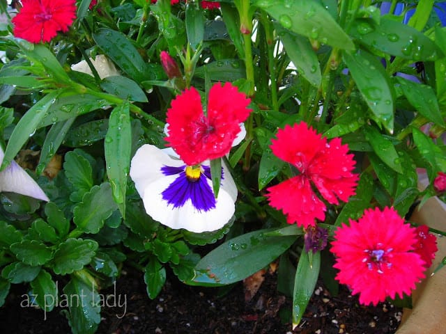 Pansy & Dianthus