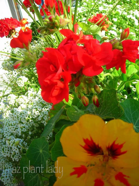 Alyssum, Geranium and Nasturtium 