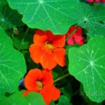 Nasturtium