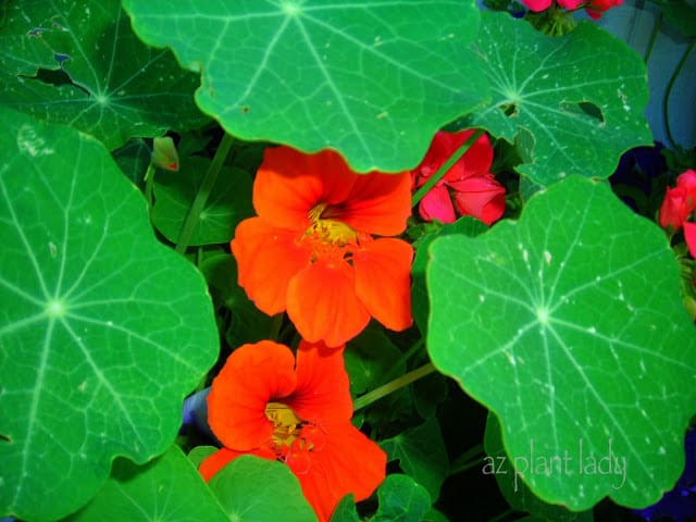 Nasturtium