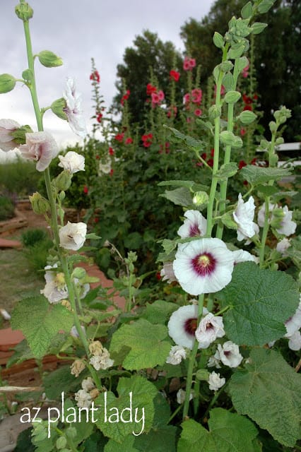 community organic farm