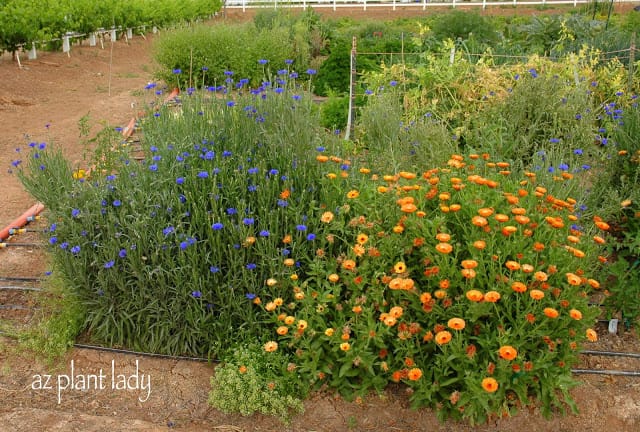 community organic farm