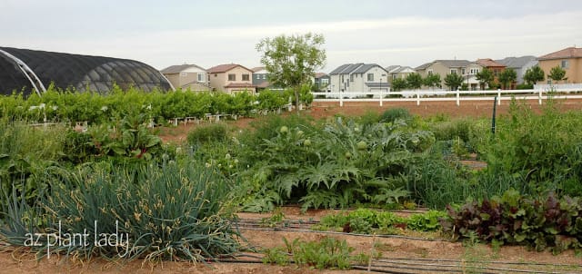community organic farm
