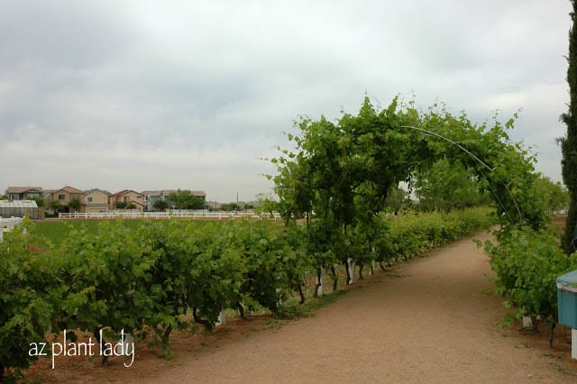 community organic farm