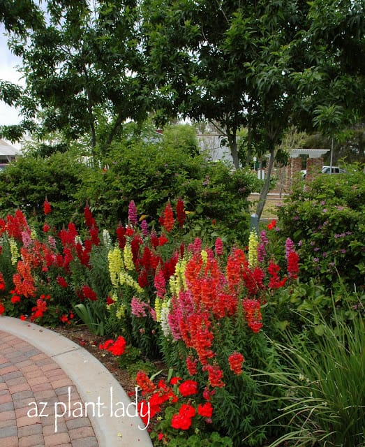 Snapdragons