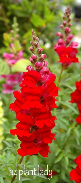 Snapdragons 