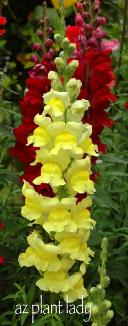 Snapdragons 