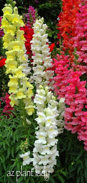 Snapdragons 