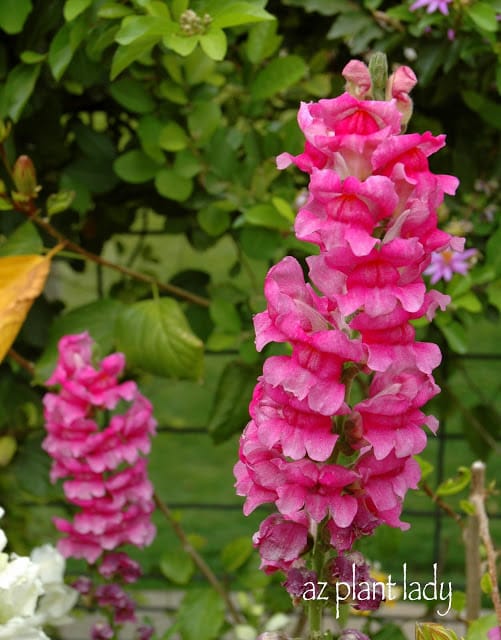 Snapdragons 