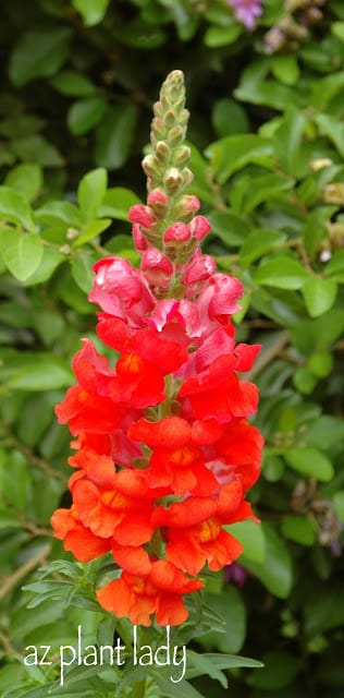 Snapdragons 