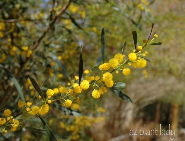 Weeping Wattle 