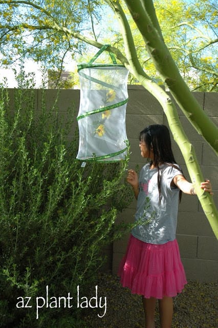 butterfly enclosure