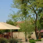 Desert Willow tree