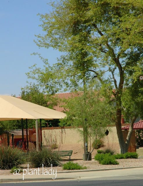 Desert Willow tree