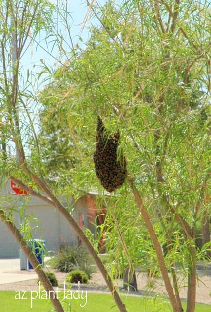 Swarm of bees