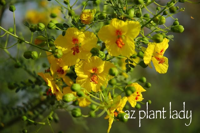 yellow flower