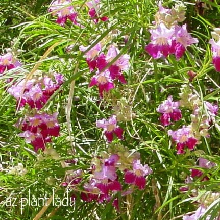 Desert willow flowers