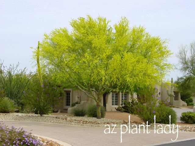 Blue Palo Verde