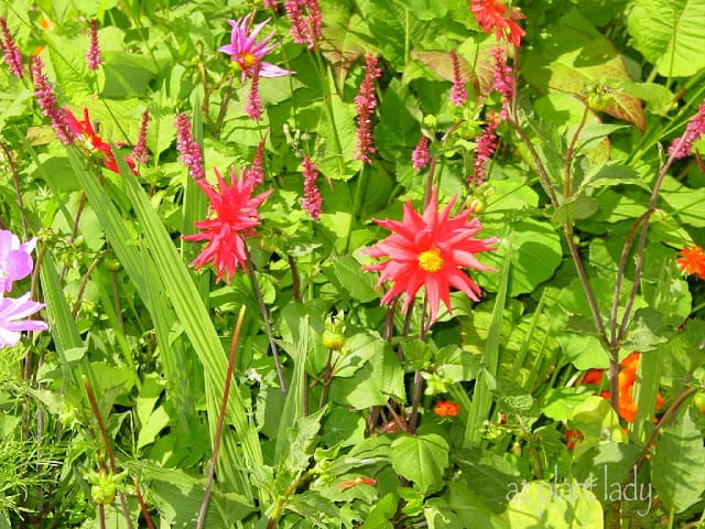 Dahlias 