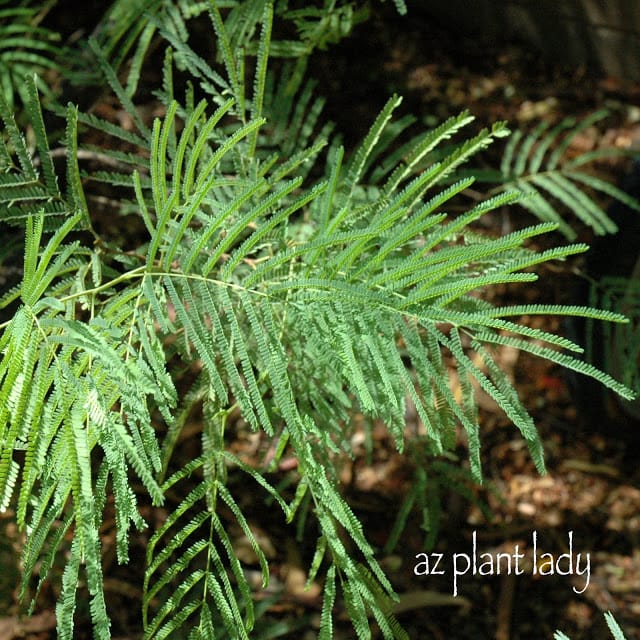 Lysiloma leaves