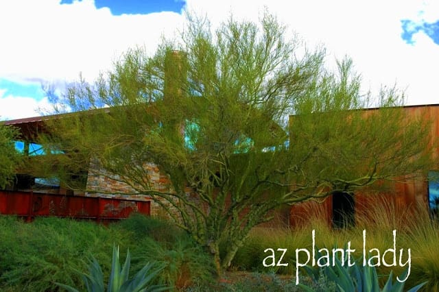 Foothills Palo Verde 