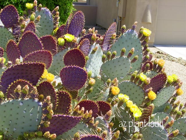 Purple Prickly Pear