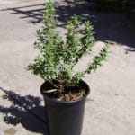 Green Cloud Texas Sage