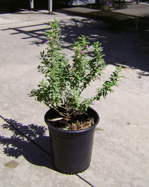 using large plants