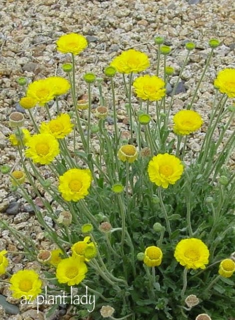 blooming in my garden