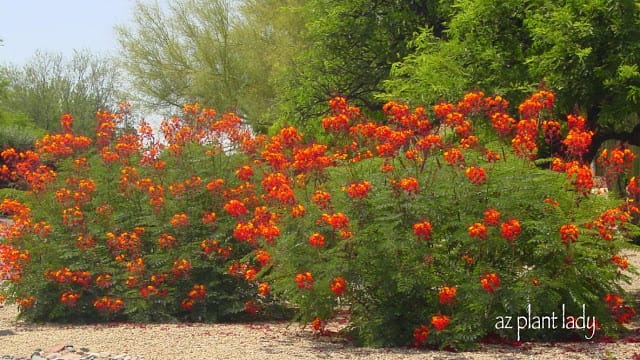 does mexican bird of paradise have thorns