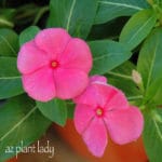 Coral-Vinca