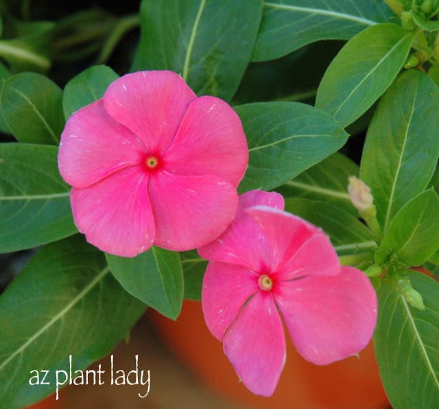 Vibrant blooms, Annual Vinca