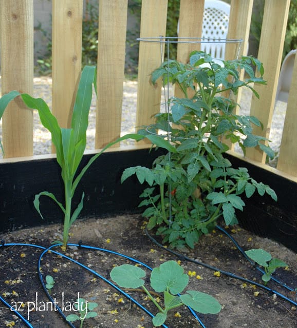 vegetable gardening