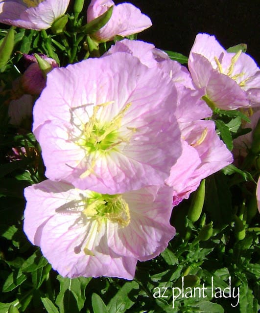 pink flowers