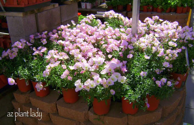 pink flowers