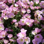 beautiful pink flowers