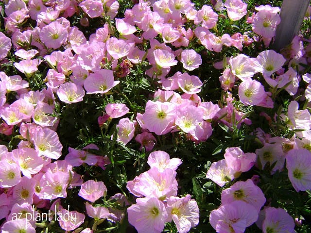 Mexican Evening Primrose