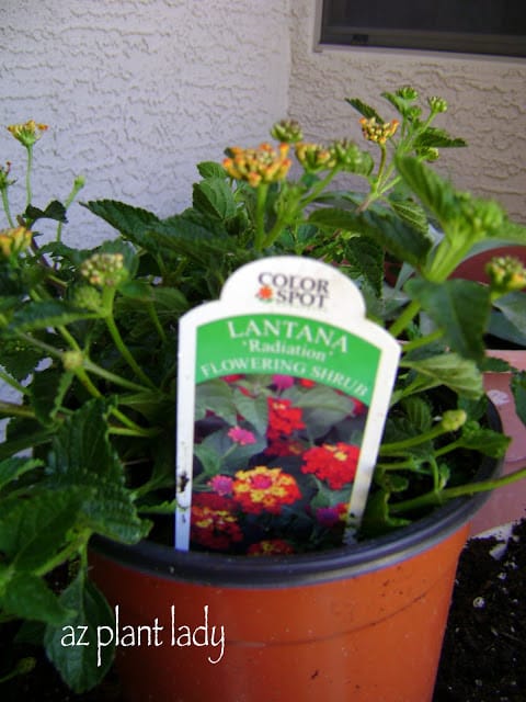 Lantana