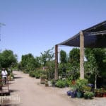 local nurseries