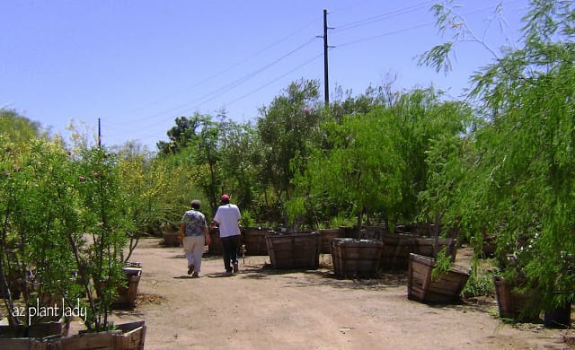 Plant shop