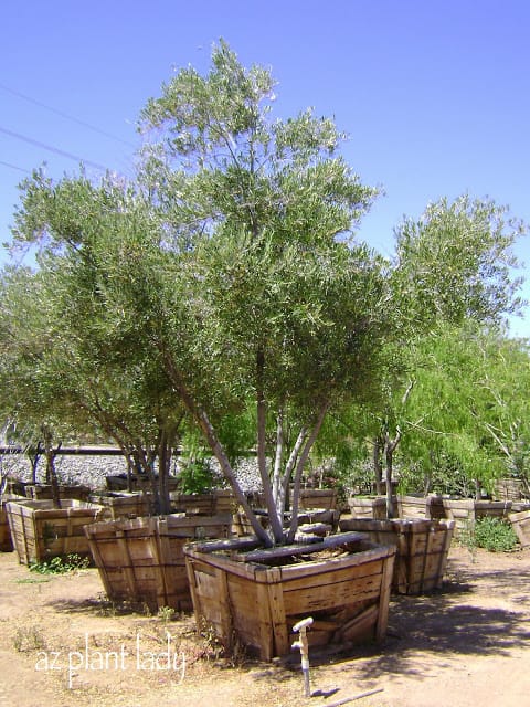 Olive trees