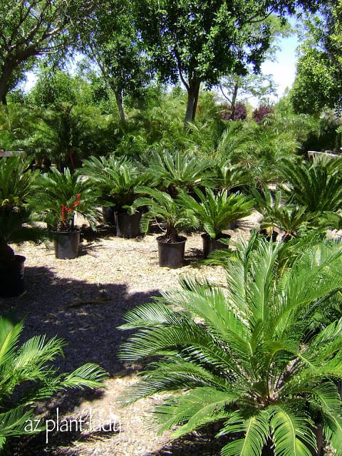 Sago Palms