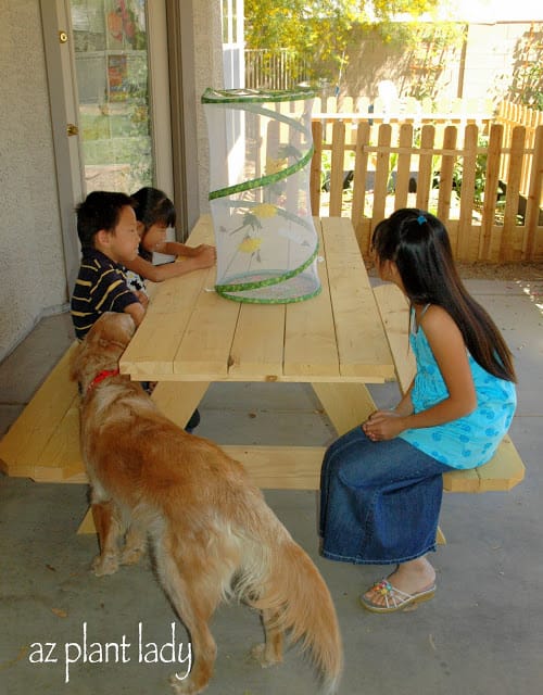 raising caterpillars 