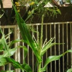 corn ripening stages
