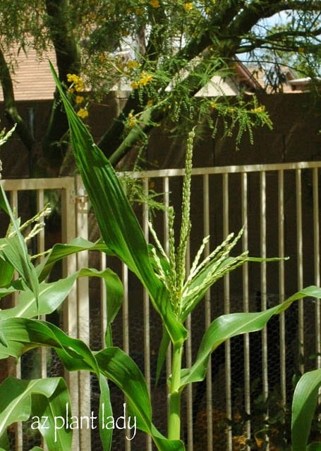 Corn with tassle corn ripening stages